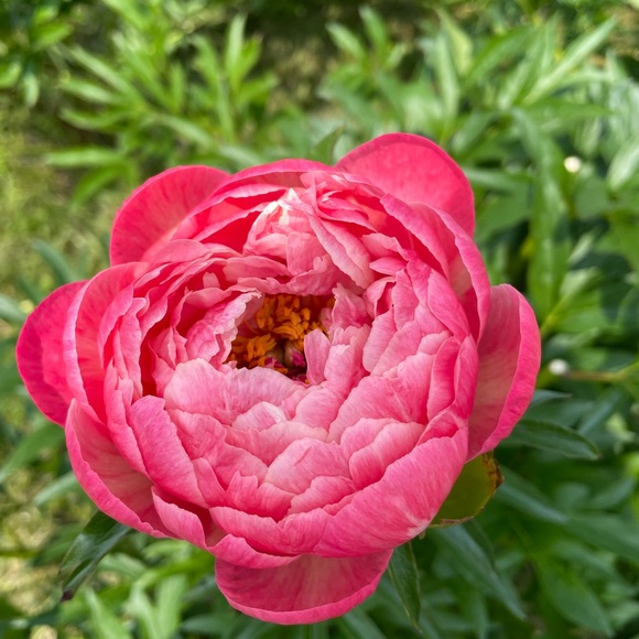 Meet your Posher, Sandy - Picture 1 of 1